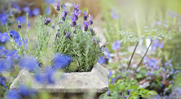 تعرفوا على النباتات التي تتحمل أشعة الشمس - فيديو
